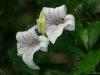 Cordula's Web. PDPHOTO.ORG. Strange Flowers.