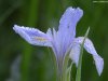 Cordula's Web. PDPHOTO.ORG. Morning Dew on Blue Flower.