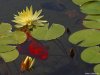 Cordula's Web. PDPHOTO.ORG. Goldfish and Lily in a Pond.