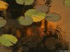 Cordula's Web. PDPHOTO.ORG. Ash on a reflecting pool. Balboa Park.