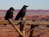 Cordula's Web. PDPHOTO.ORG. Two Ravens in Arizona.