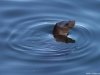 Cordula's Web. PDPHOTO.ORG. Seal, Big Sur.