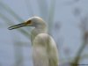 Cordula's Web. PDPHOTO.ORG. Egret in Louisiana.