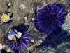 Cordula's Web. PDPHOTO.ORG. Violet Urchin, Newport Beach.