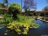 Cordula's Web. PDPHOTO.ORG. Lily Pond at Mission San Juan Capistrano.