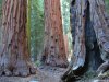 Cordula's Web. PDPHOTO.ORG. Sequoia Trees.