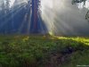 Cordula's Web. PDPHOTO.ORG. Light Rays on the Meadow.