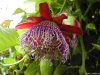 Cordula's Web. PDPHOTO.ORG. Strange Passiflora.