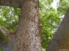 Cordula's Web. PDPHOTO.ORG. Spiky Trees.