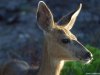 Cordula's Web. PDPHOTO.ORG. White Tail Deer.