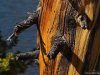 Cordula's Web. PDPHOTO.ORG. Old Pine in Yosemite.