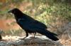 Cordula's Web. USFWS. The Raven.