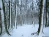 Cordula's Web. Snowy Woods.