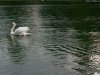 Cordula's Web. White Swan, Duesseldorf.