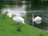 Cordula's Web. White Swans, Duesseldorf.