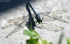 Cordula's Web. Wikicommons. Anisoptera (Dragonfly), Erythemis simplicicollis.