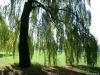 Cordula's Web. Weeping Willow.