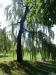 Cordula's Web. Weeping Willow.