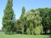 Cordula's Web. Weeping Willow.