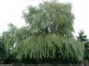 Cordula's Web. Weeping Willow in the Wind