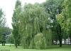 Cordula's Web. Weeping Willow in the Park.