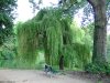 Cordula's Web. Weeping Willow in a Park.
