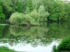 Cordula's Web. Weeping Willow in a Park.