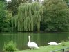 Cordula's Web. Weeping Willow in a Park, Duesseldorf.