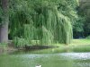 Cordula's Web. Weeping Willow in a Park, Duesseldorf.