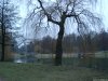 Cordula's Web. Weeping Willow in a Park, Hamm, between Jägerallee and Datteln-Hamm-Kanal, Hamm, Germany.