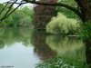 Cordula's Web. A Weeping Willow in the Rain.