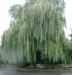 Cordula's Web. A Weeping Willow in the Rain.