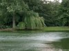 Cordula's Web. Weeping Willow at a Lake.