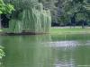 Cordula's Web. Weeping Willow at a Lake.