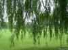 Cordula's Web. Under the branches of the Weeping Willow