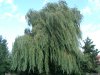 Cordula's Web. Weeping Willow in the Wind.