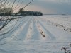 Cordula's Web. Winter Landscape in Kaarst/Willich.