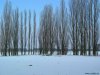 Cordula's Web. Winter Landscape in Kaarst.